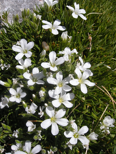 Mcneillia (=Minuartia) graminifolia subsp. rosanoi / Minuartia di Rosano